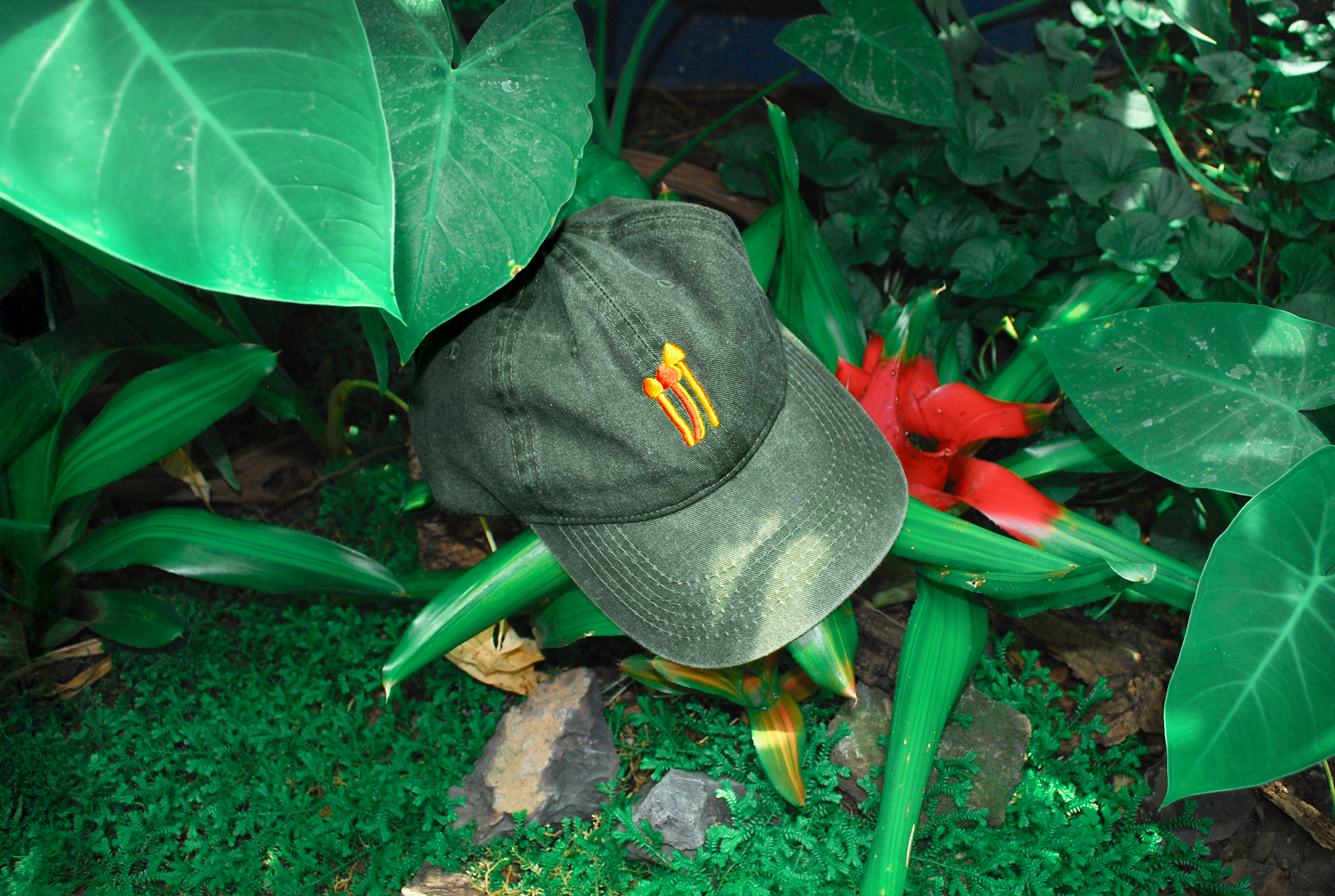 Gorra Hongos