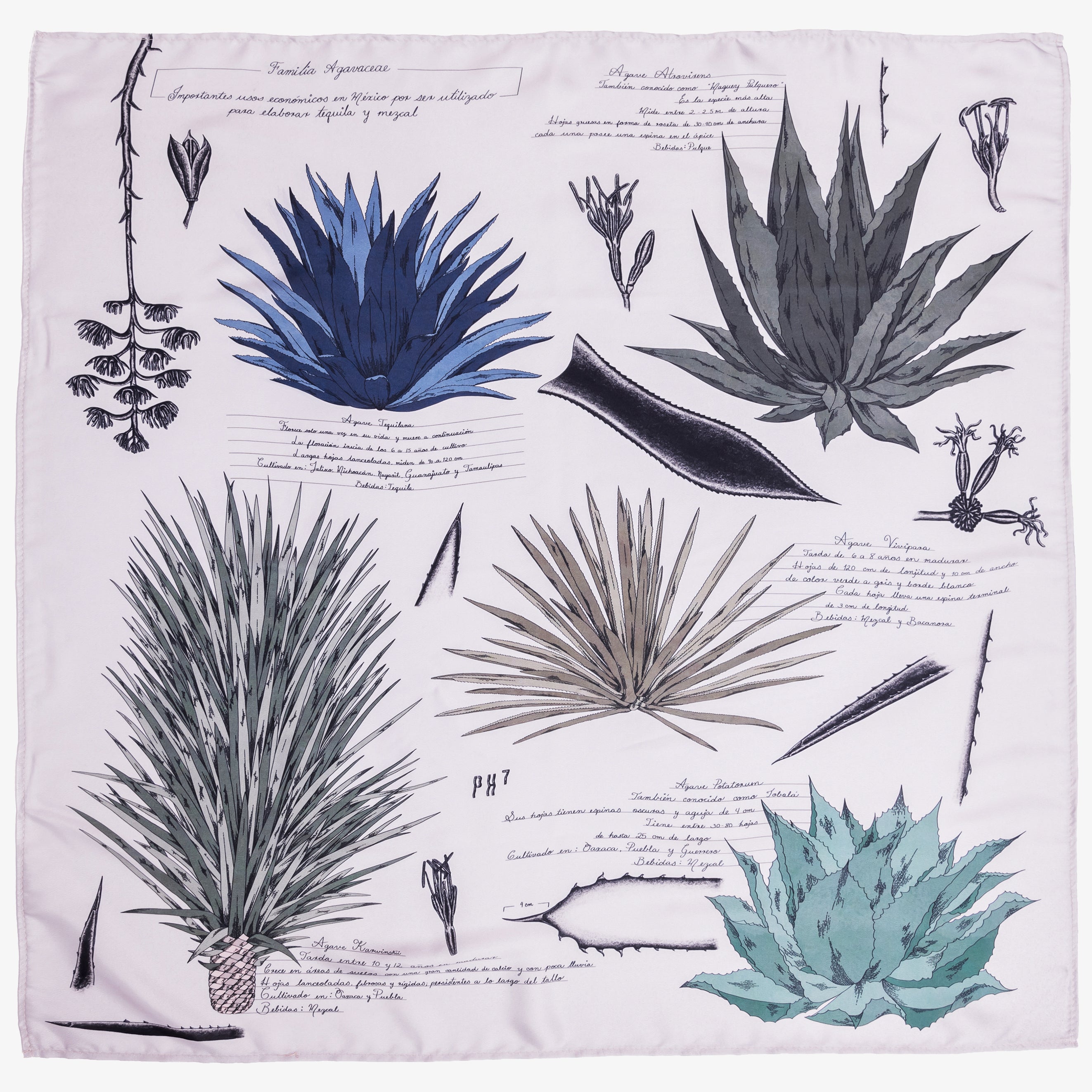 Mascada Agaves